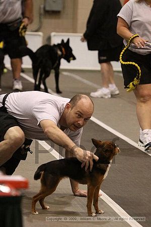 Dawg Derby Flyball Tournement<br />July 12, 2009<br />Classic Center<br />Athens, Ga