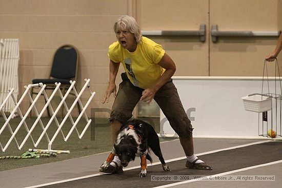 Dawg Derby Flyball Tournement<br />July 12, 2009<br />Classic Center<br />Athens, Ga