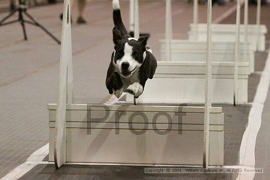 Dawg Derby Flyball Tournement<br />July 12, 2009<br />Classic Center<br />Athens, Ga