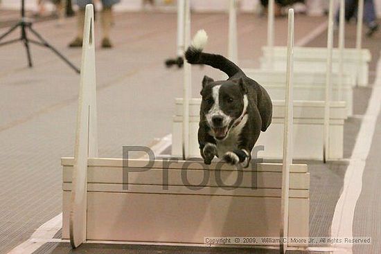 Dawg Derby Flyball Tournement<br />July 12, 2009<br />Classic Center<br />Athens, Ga