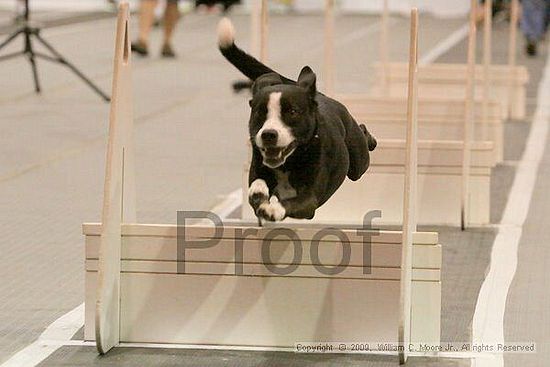 Dawg Derby Flyball Tournement<br />July 12, 2009<br />Classic Center<br />Athens, Ga