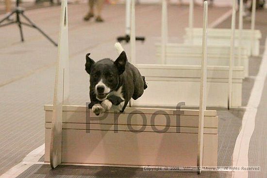 Dawg Derby Flyball Tournement<br />July 12, 2009<br />Classic Center<br />Athens, Ga