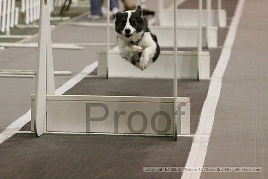 Dawg Derby Flyball Tournement<br />July 12, 2009<br />Classic Center<br />Athens, Ga