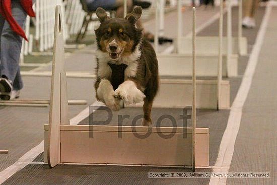 Dawg Derby Flyball Tournement<br />July 12, 2009<br />Classic Center<br />Athens, Ga