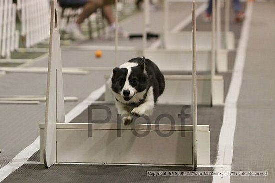 Dawg Derby Flyball Tournement<br />July 12, 2009<br />Classic Center<br />Athens, Ga