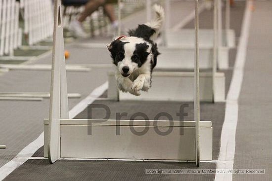 Dawg Derby Flyball Tournement<br />July 12, 2009<br />Classic Center<br />Athens, Ga