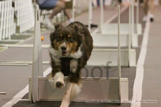 Dawg Derby Flyball Tournement<br />July 12, 2009<br />Classic Center<br />Athens, Ga