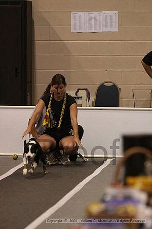 Dawg Derby Flyball Tournement<br />July 12, 2009<br />Classic Center<br />Athens, Ga