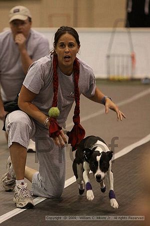 Dawg Derby Flyball Tournement<br />July 12, 2009<br />Classic Center<br />Athens, Ga