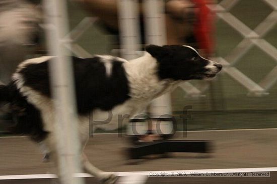 Dawg Derby Flyball Tournement<br />July 12, 2009<br />Classic Center<br />Athens, Ga