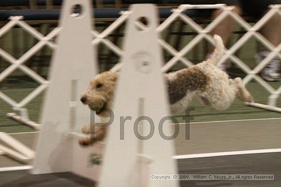 Dawg Derby Flyball Tournement<br />July 12, 2009<br />Classic Center<br />Athens, Ga