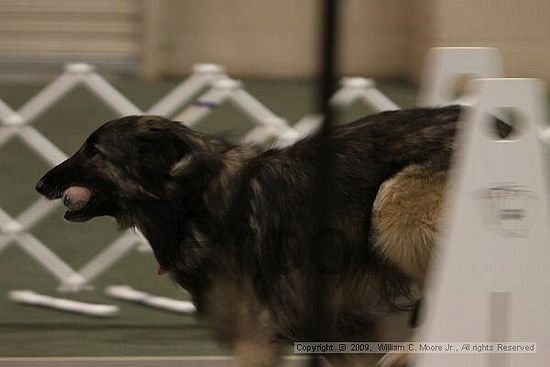 Dawg Derby Flyball Tournement<br />July 12, 2009<br />Classic Center<br />Athens, Ga