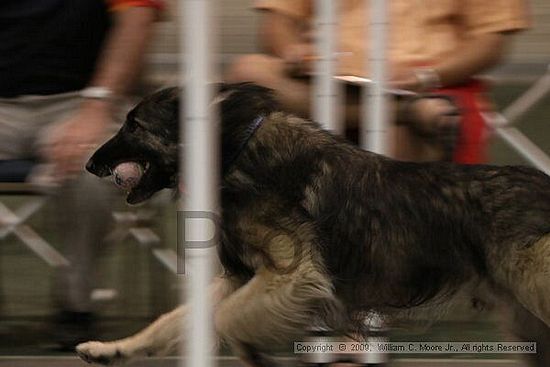 Dawg Derby Flyball Tournement<br />July 12, 2009<br />Classic Center<br />Athens, Ga