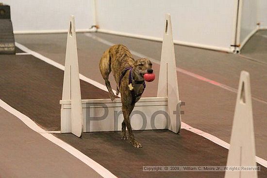 Dawg Derby Flyball Tournement<br />July 12, 2009<br />Classic Center<br />Athens, Ga