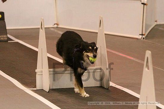 Dawg Derby Flyball Tournement<br />July 12, 2009<br />Classic Center<br />Athens, Ga