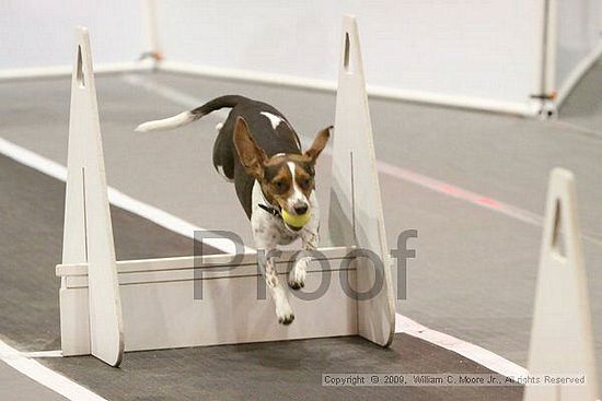 Dawg Derby Flyball Tournement<br />July 12, 2009<br />Classic Center<br />Athens, Ga