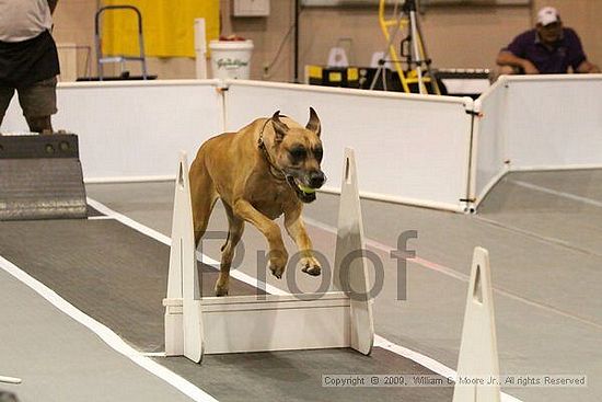 Dawg Derby Flyball Tournement<br />July 12, 2009<br />Classic Center<br />Athens, Ga