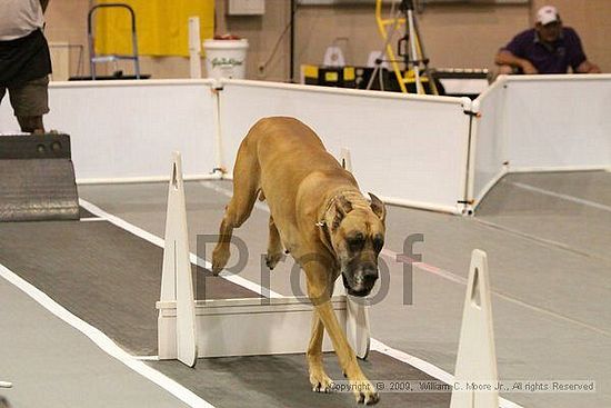 Dawg Derby Flyball Tournement<br />July 12, 2009<br />Classic Center<br />Athens, Ga