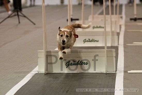 Dawg Derby Flyball Tournement<br />July 12, 2009<br />Classic Center<br />Athens, Ga