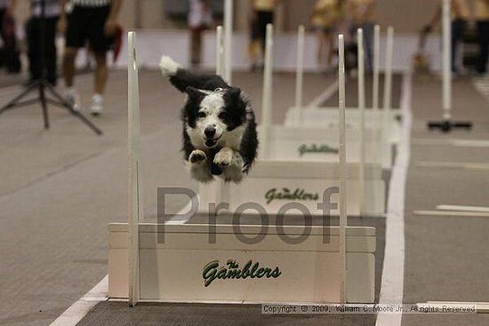 Dawg Derby Flyball Tournement<br />July 12, 2009<br />Classic Center<br />Athens, Ga