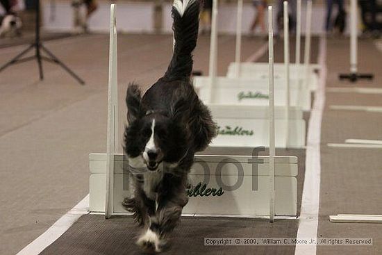 Dawg Derby Flyball Tournement<br />July 12, 2009<br />Classic Center<br />Athens, Ga