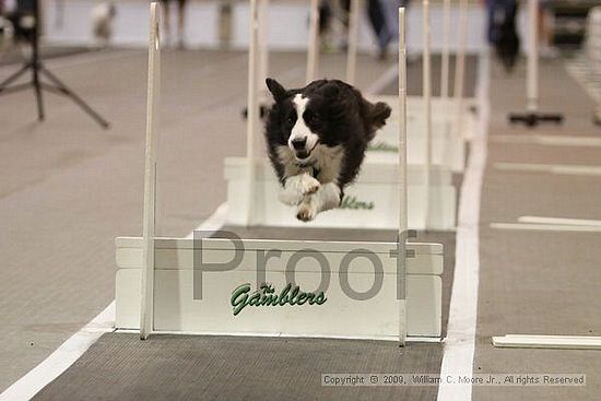 Dawg Derby Flyball Tournement<br />July 12, 2009<br />Classic Center<br />Athens, Ga