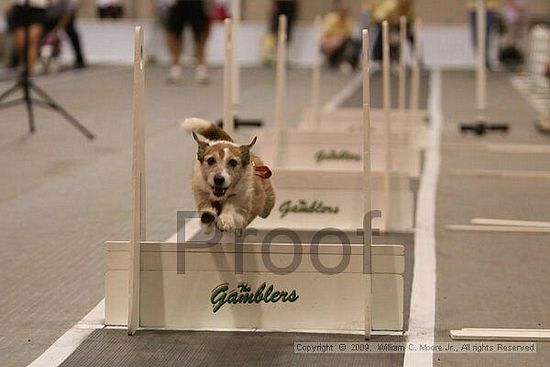 Dawg Derby Flyball Tournement<br />July 12, 2009<br />Classic Center<br />Athens, Ga