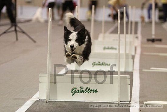 Dawg Derby Flyball Tournement<br />July 12, 2009<br />Classic Center<br />Athens, Ga