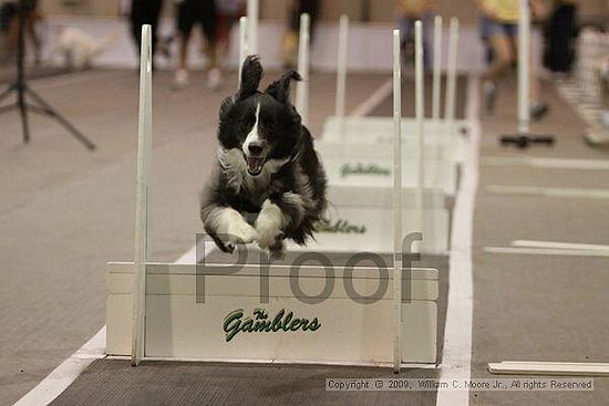 Dawg Derby Flyball Tournement<br />July 12, 2009<br />Classic Center<br />Athens, Ga