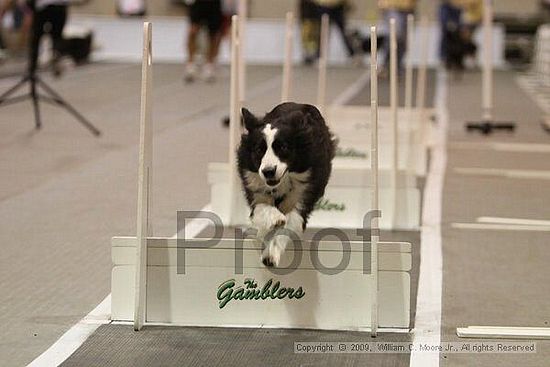 Dawg Derby Flyball Tournement<br />July 12, 2009<br />Classic Center<br />Athens, Ga