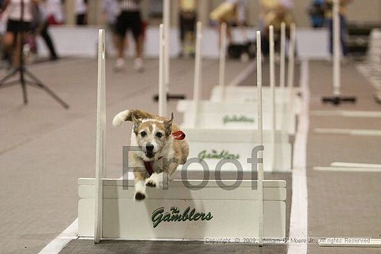 Dawg Derby Flyball Tournement<br />July 12, 2009<br />Classic Center<br />Athens, Ga