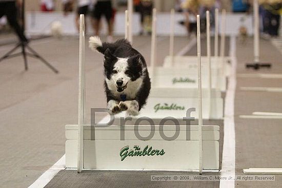 Dawg Derby Flyball Tournement<br />July 12, 2009<br />Classic Center<br />Athens, Ga