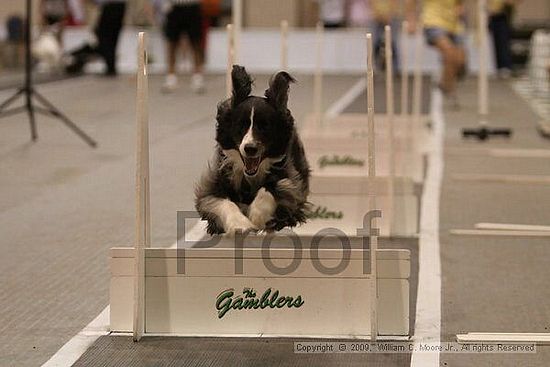 Dawg Derby Flyball Tournement<br />July 12, 2009<br />Classic Center<br />Athens, Ga