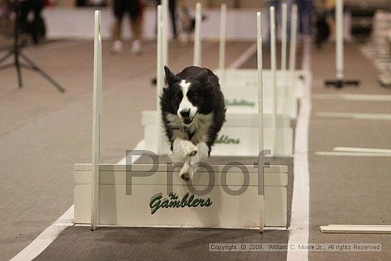 Dawg Derby Flyball Tournement<br />July 12, 2009<br />Classic Center<br />Athens, Ga