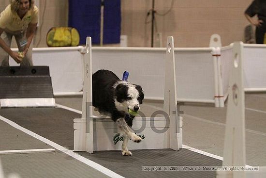 Dawg Derby Flyball Tournement<br />July 12, 2009<br />Classic Center<br />Athens, Ga