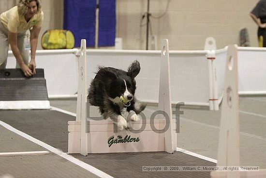 Dawg Derby Flyball Tournement<br />July 12, 2009<br />Classic Center<br />Athens, Ga