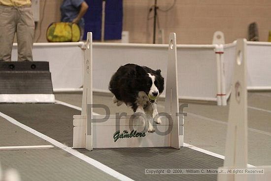 Dawg Derby Flyball Tournement<br />July 12, 2009<br />Classic Center<br />Athens, Ga