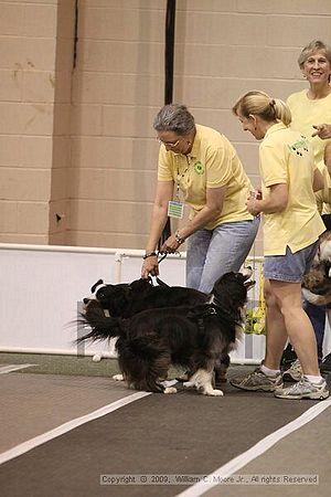 Dawg Derby Flyball Tournement<br />July 12, 2009<br />Classic Center<br />Athens, Ga