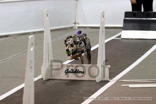 Dawg Derby Flyball Tournement<br />July 12, 2009<br />Classic Center<br />Athens, Ga