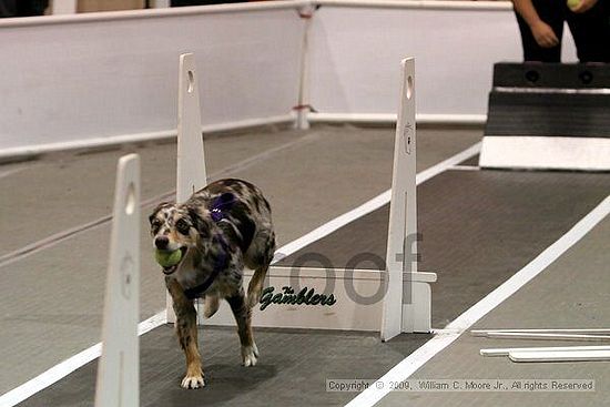 Dawg Derby Flyball Tournement<br />July 12, 2009<br />Classic Center<br />Athens, Ga