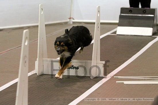 Dawg Derby Flyball Tournement<br />July 12, 2009<br />Classic Center<br />Athens, Ga