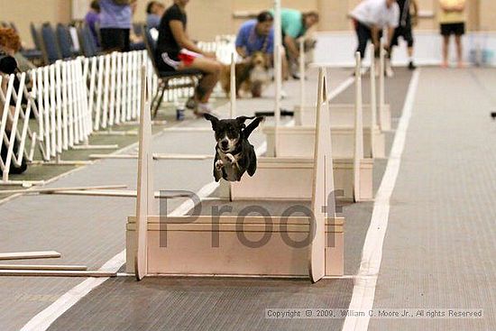 Dawg Derby Flyball Tournement<br />July 12, 2009<br />Classic Center<br />Athens, Ga