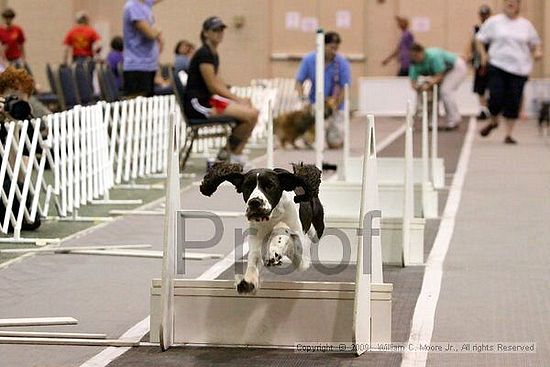 Dawg Derby Flyball Tournement<br />July 12, 2009<br />Classic Center<br />Athens, Ga