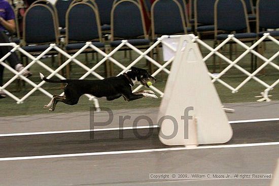 Dawg Derby Flyball Tournement<br />July 12, 2009<br />Classic Center<br />Athens, Ga