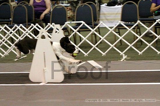 Dawg Derby Flyball Tournement<br />July 12, 2009<br />Classic Center<br />Athens, Ga