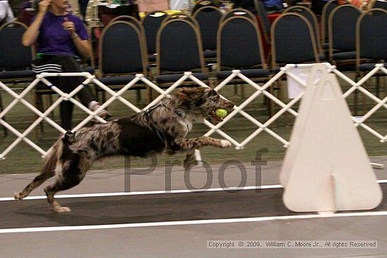 Dawg Derby Flyball Tournement<br />July 12, 2009<br />Classic Center<br />Athens, Ga