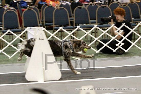 Dawg Derby Flyball Tournement<br />July 12, 2009<br />Classic Center<br />Athens, Ga