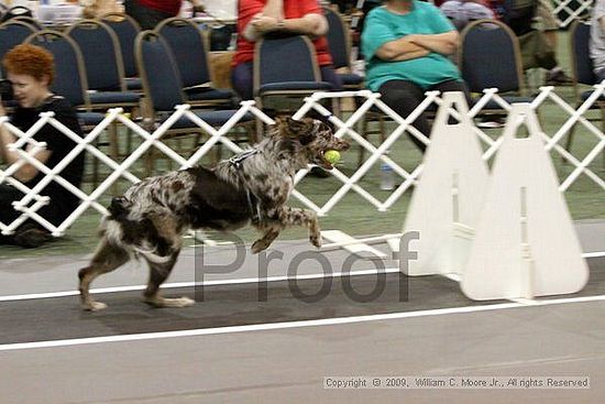 Dawg Derby Flyball Tournement<br />July 12, 2009<br />Classic Center<br />Athens, Ga