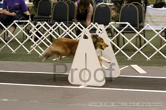 Dawg Derby Flyball Tournement<br />July 12, 2009<br />Classic Center<br />Athens, Ga