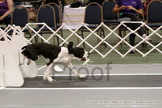 Dawg Derby Flyball Tournement<br />July 12, 2009<br />Classic Center<br />Athens, Ga